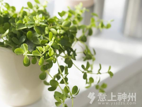 裝飾裝修裝修設(shè)計家居裝修品質(zhì)家居