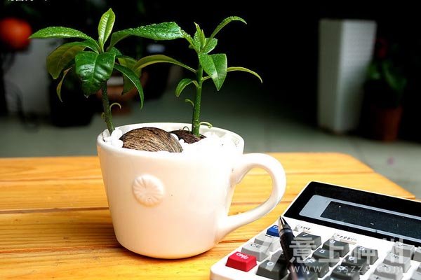 裝飾裝修家居裝修辦公室盆栽知識(shí)